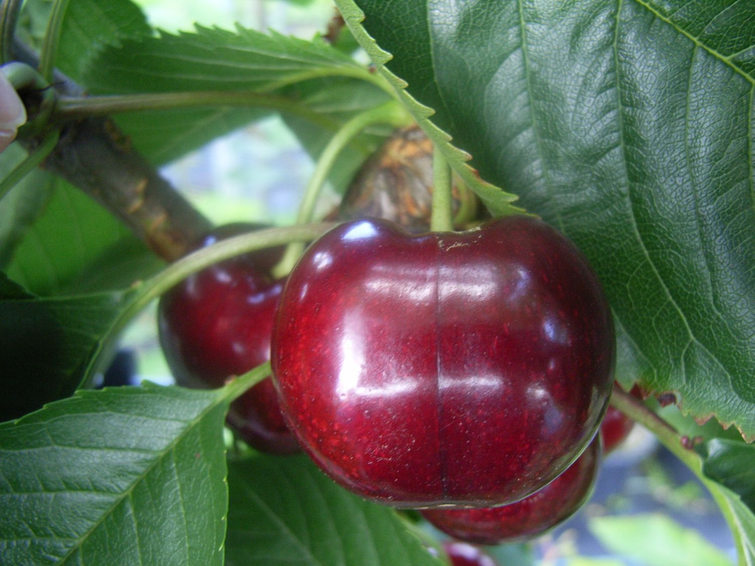 Süßkirsche 'Annabella'