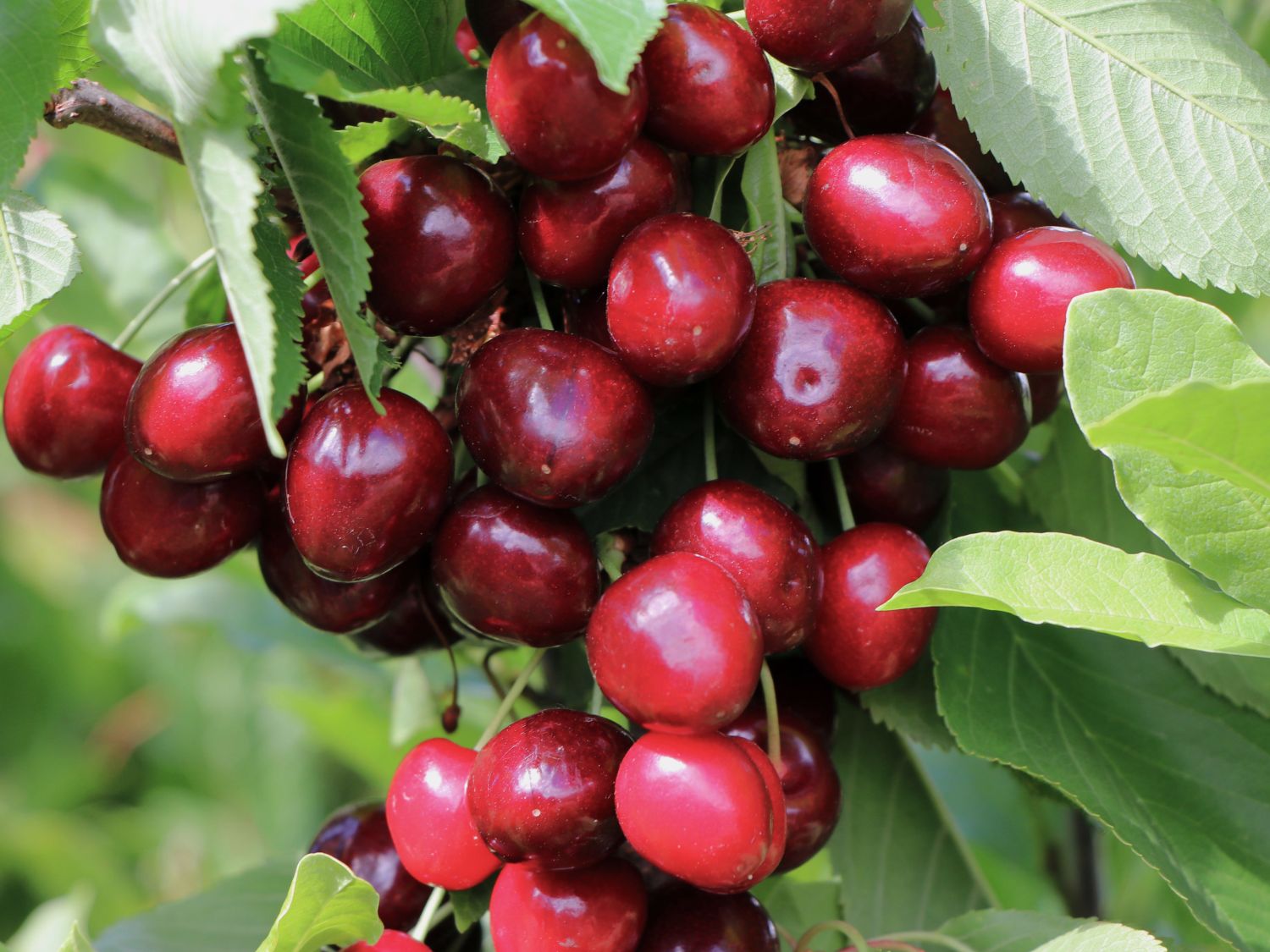 Süßkirsche 'Bianca'