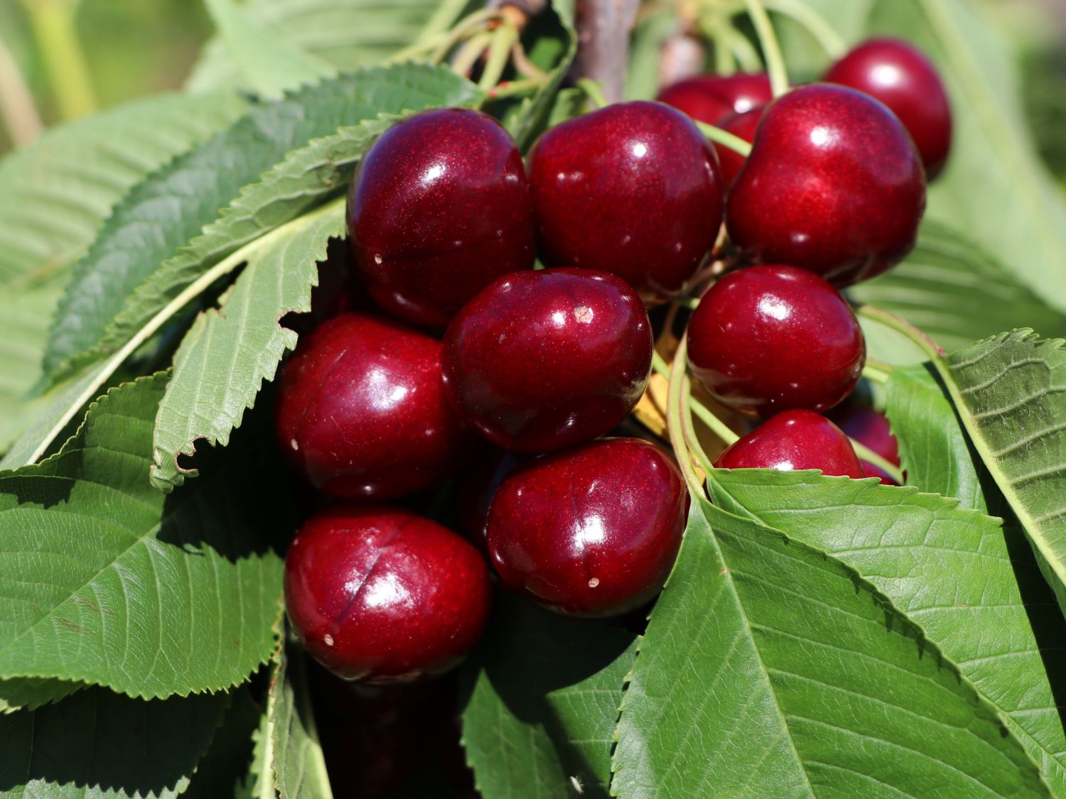 Süßkirsche 'Giorgia'