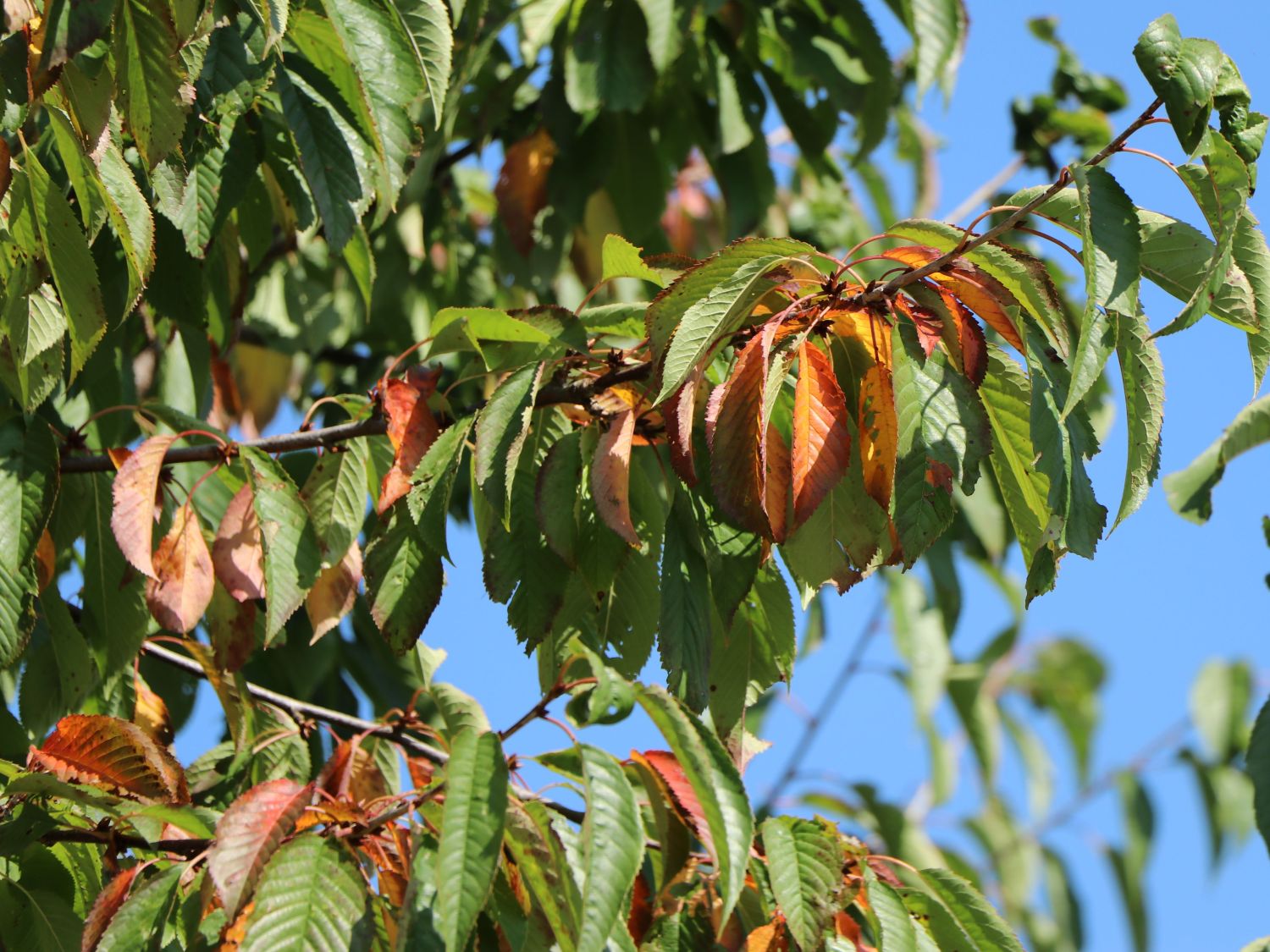 Süßkirsche 'Giorgia' - Prunus avium 'Giorgia'