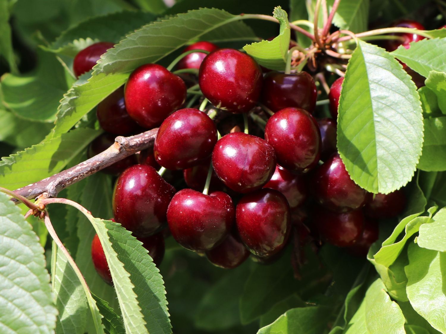 Süßkirsche 'Hedelfinger Riesenkirsche'