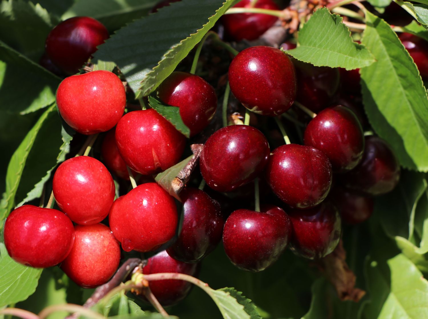Süßkirsche im Duo 'zwei Sorten an einem Strauch'