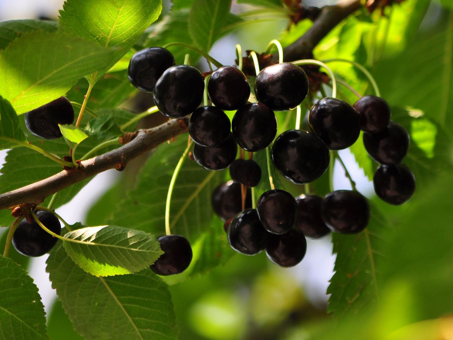 Süßkirsche 'Knauffs Schwarze'