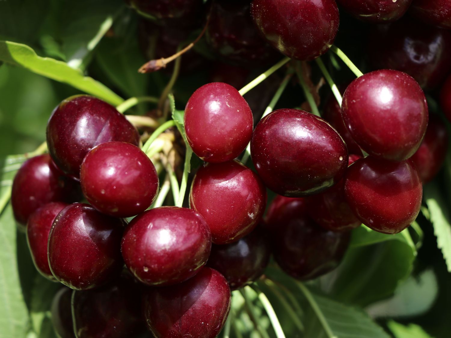 Süßkirsche 'Kordia'