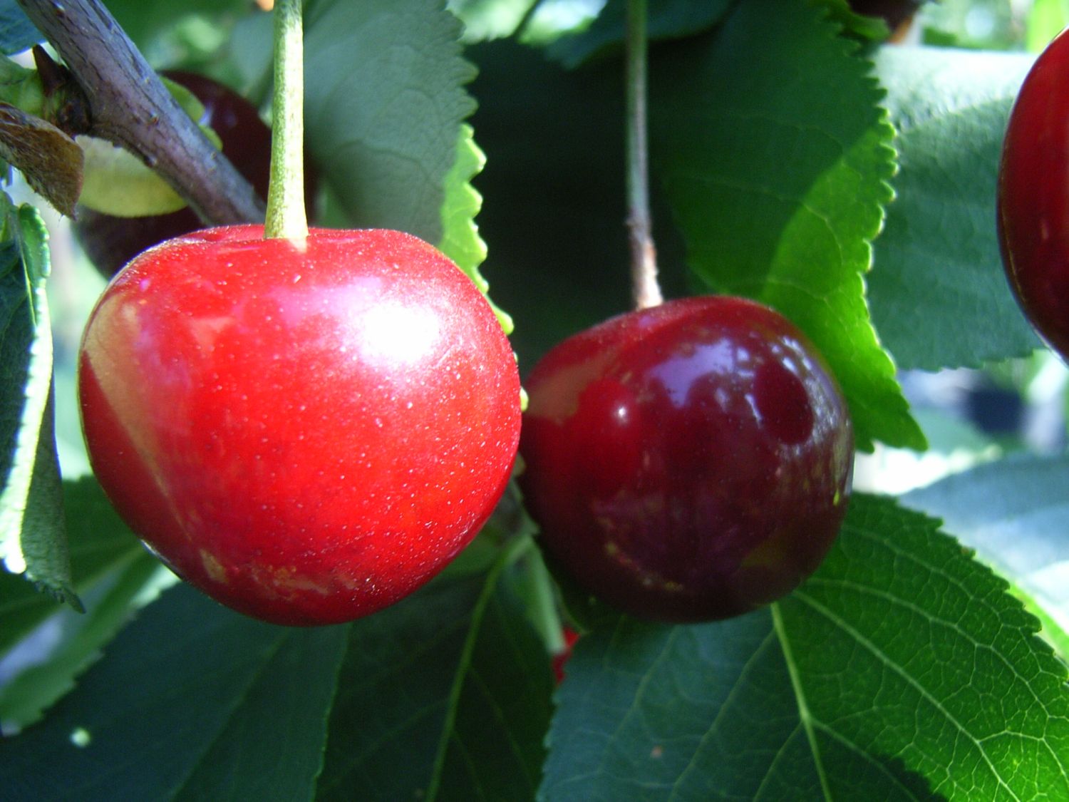 Süßkirsche 'Kronprinz zu Hannover'