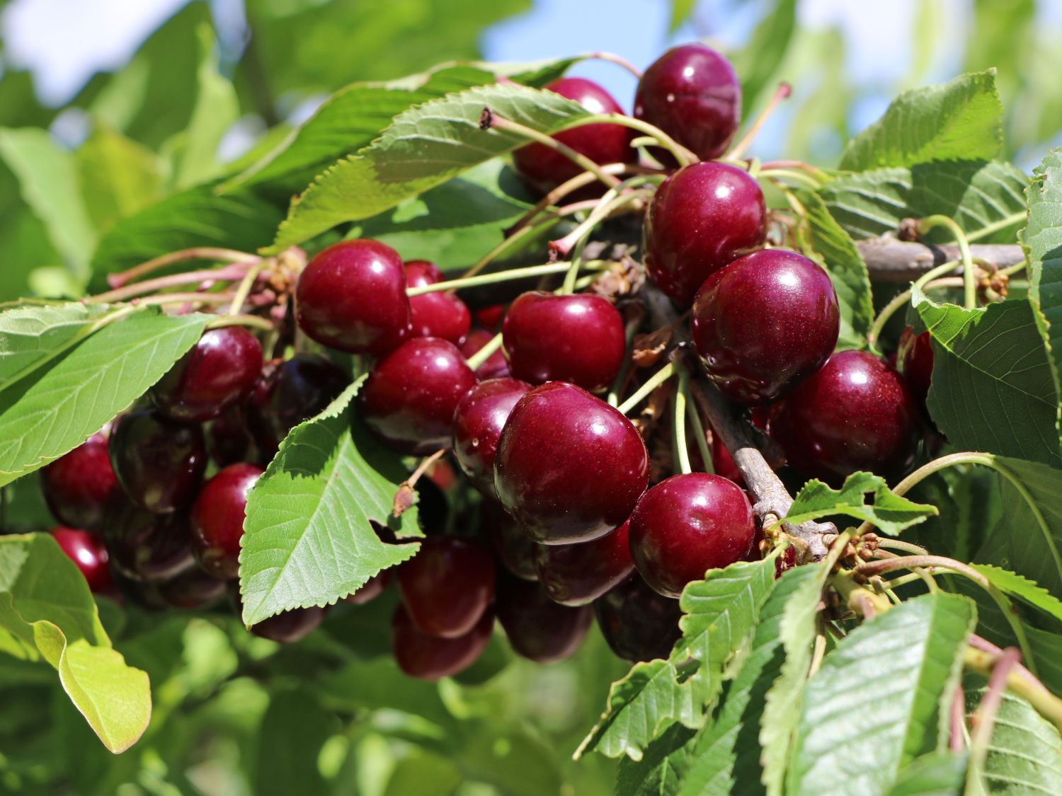 Süßkirsche 'Merchant'