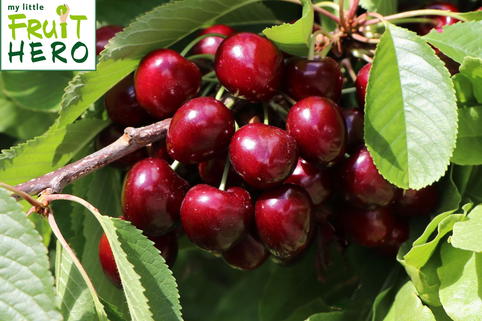 Süßkirsche my little FRUIT HERO ® 'Hedelfinger Riesenkirsche' - Prunus my little FRUIT HERO ® 'Hedelfinger Riesenkirsche'