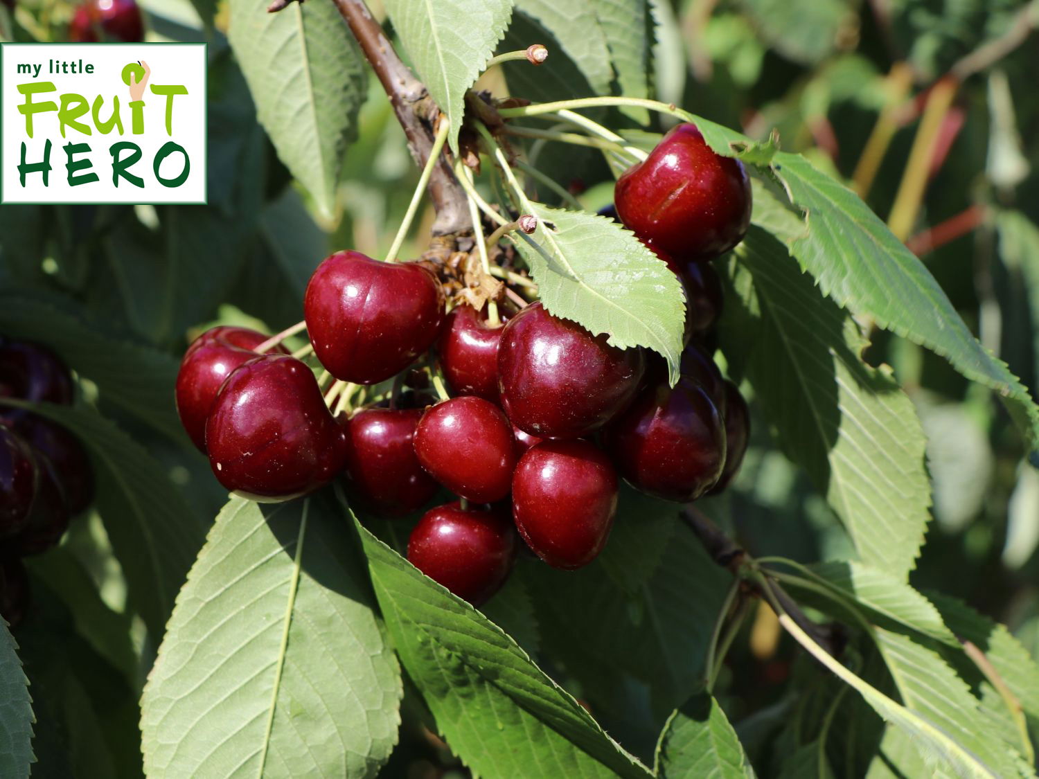 Süßkirsche my little FRUIT HERO ® 'Regina'