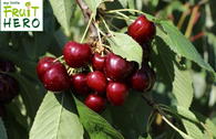 Süßkirsche my little FRUIT HERO ® 'Regina'