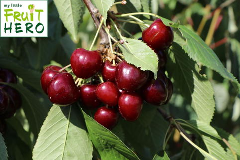Süßkirsche my little FRUIT HERO ® 'Regina' - Prunus avium my little FRUIT HERO ® 'Regina'