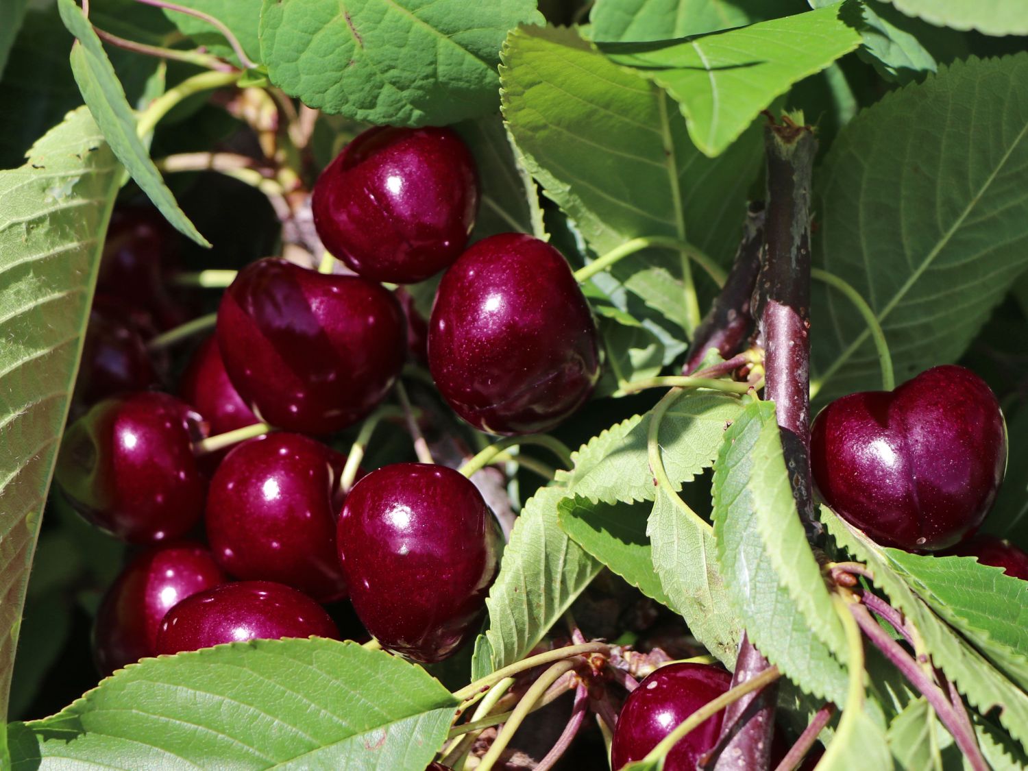 Süßkirsche 'Napoleons Knorpelkirsche'