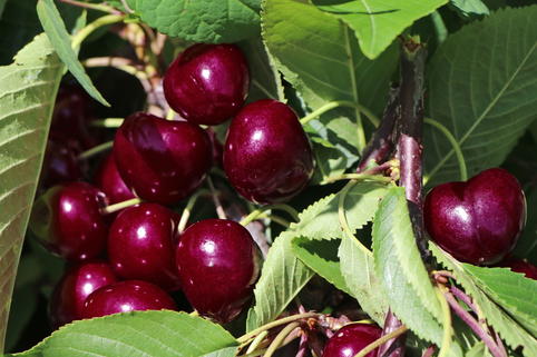 Süßkirsche 'Napoleons Knorpelkirsche' - Prunus avium 'Napoleons Knorpelkirsche'