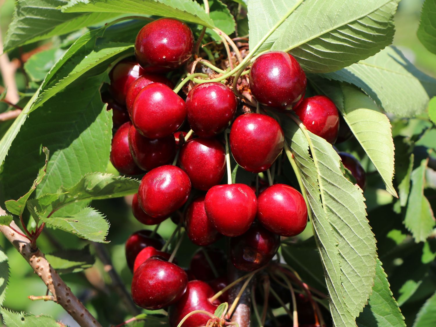 Süßkirsche 'Sweetheart'  ®