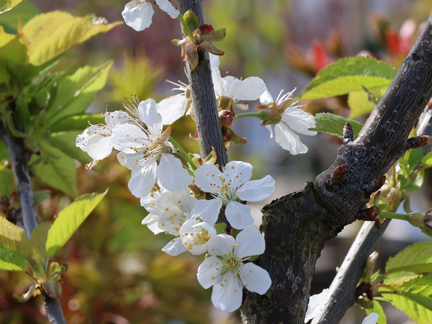 Süßkirsche 'Swing' ® - Prunus avium 'Swing' ®