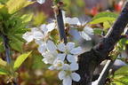 Süßkirsche 'Swing' ® - Prunus avium 'Swing' ®