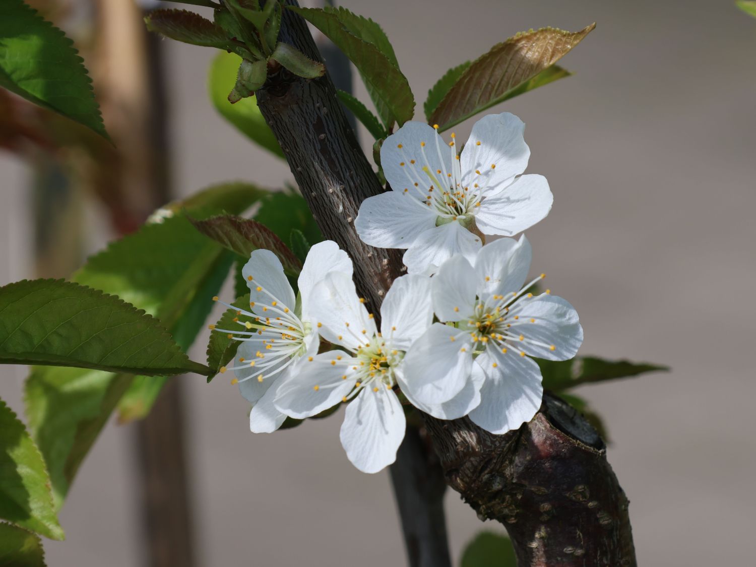 Süßkirsche 'Swing' ® - Prunus avium 'Swing' ®