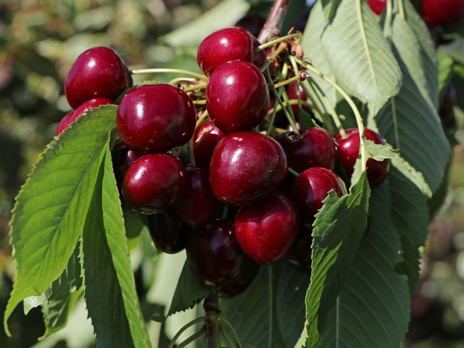 Süßkirsche 'Viola'