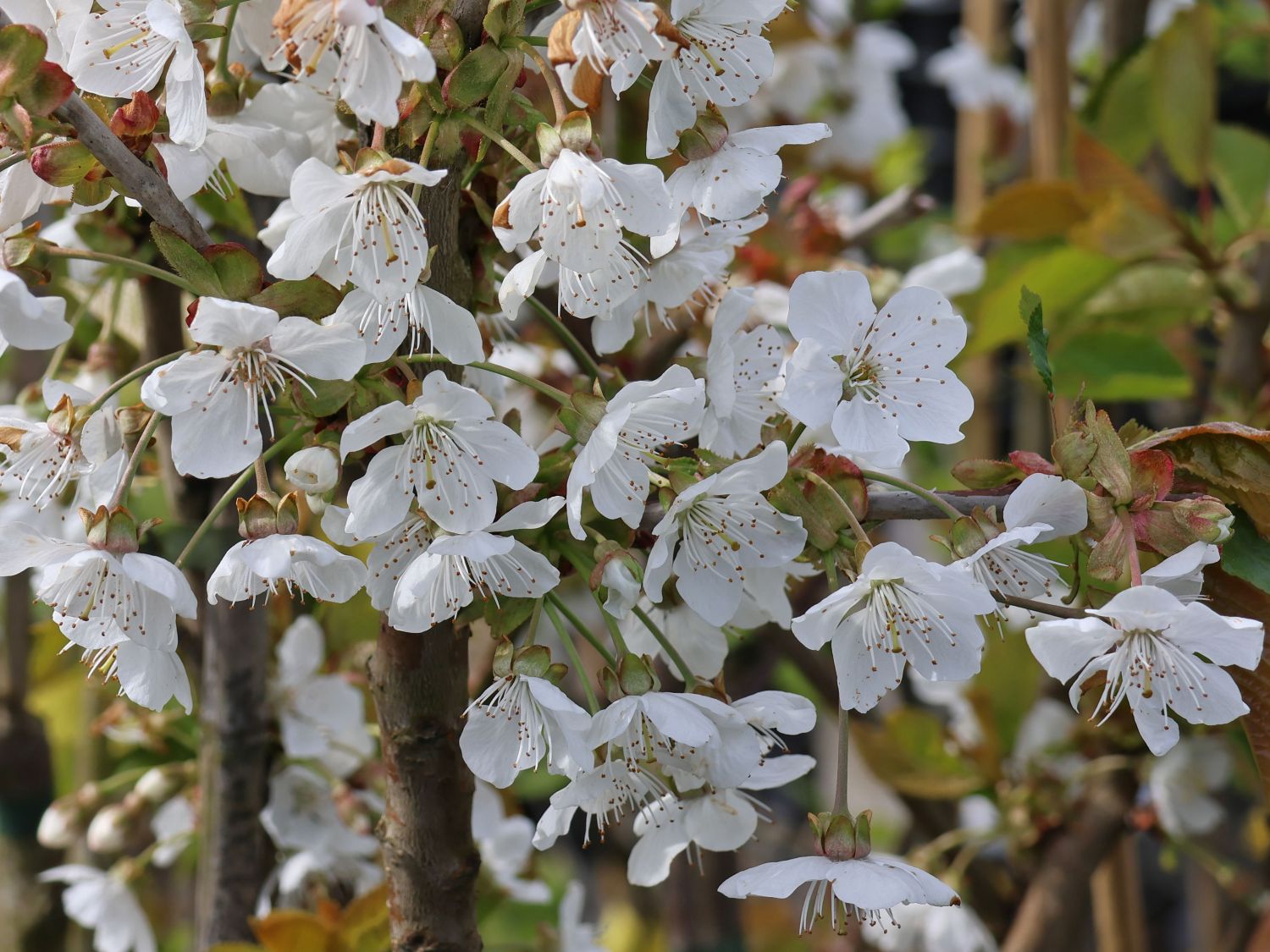 Süßkirsche 'Viola' - Prunus 'Viola'