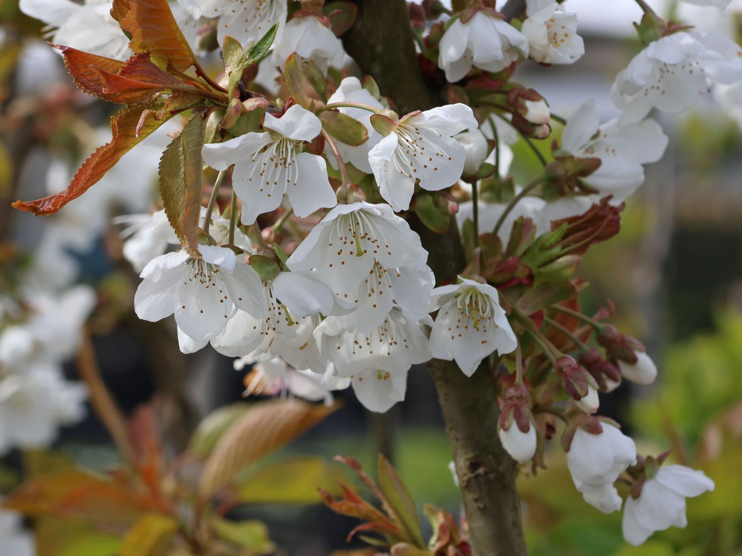 Süßkirsche 'Viola' - Prunus 'Viola'
