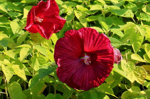 Sumpfeibisch - Hibiscus moscheutos