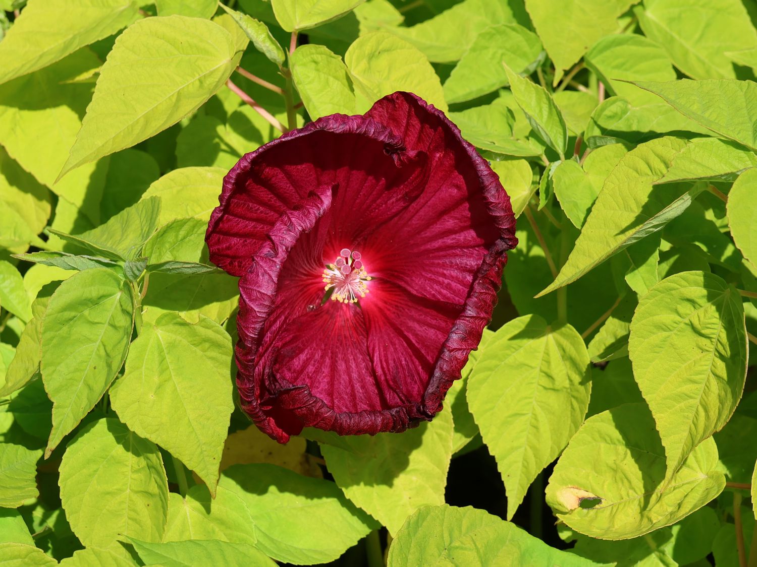 Sumpfeibisch - Hibiscus moscheutos