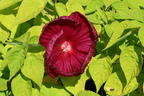 Sumpfeibisch - Hibiscus moscheutos