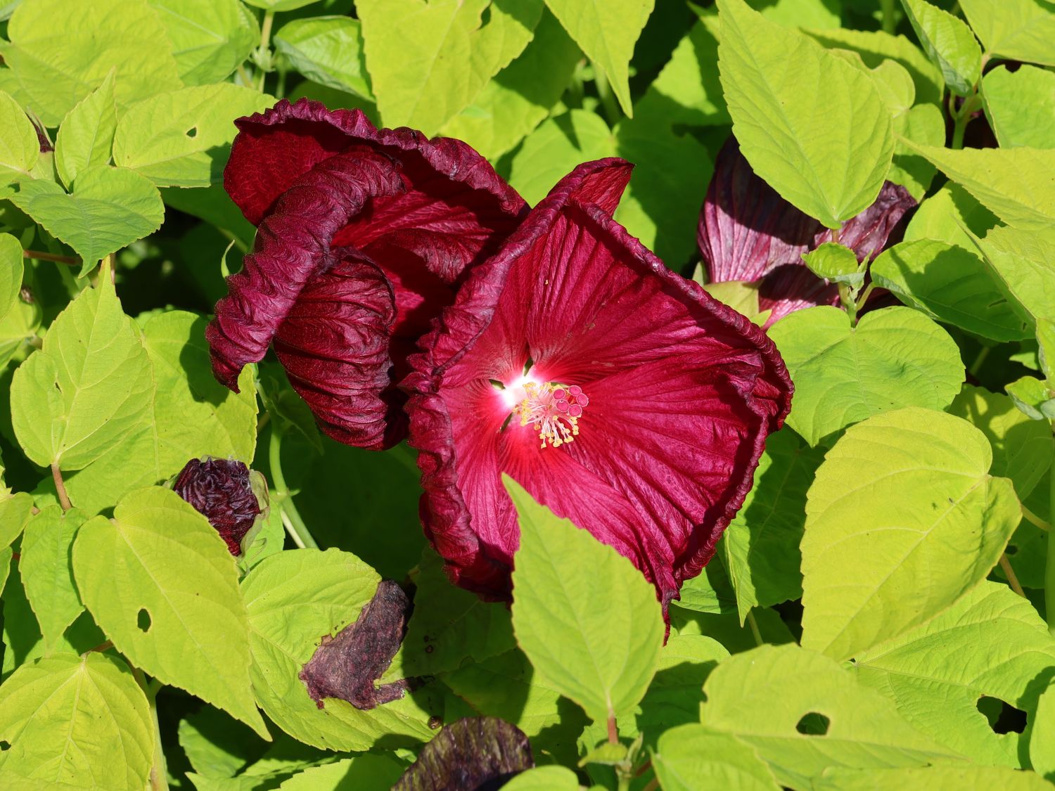 Sumpfeibisch - Hibiscus moscheutos