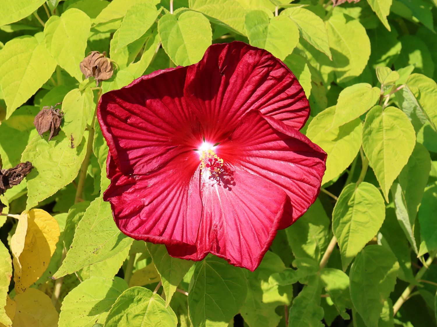 Sumpfeibisch - Hibiscus moscheutos