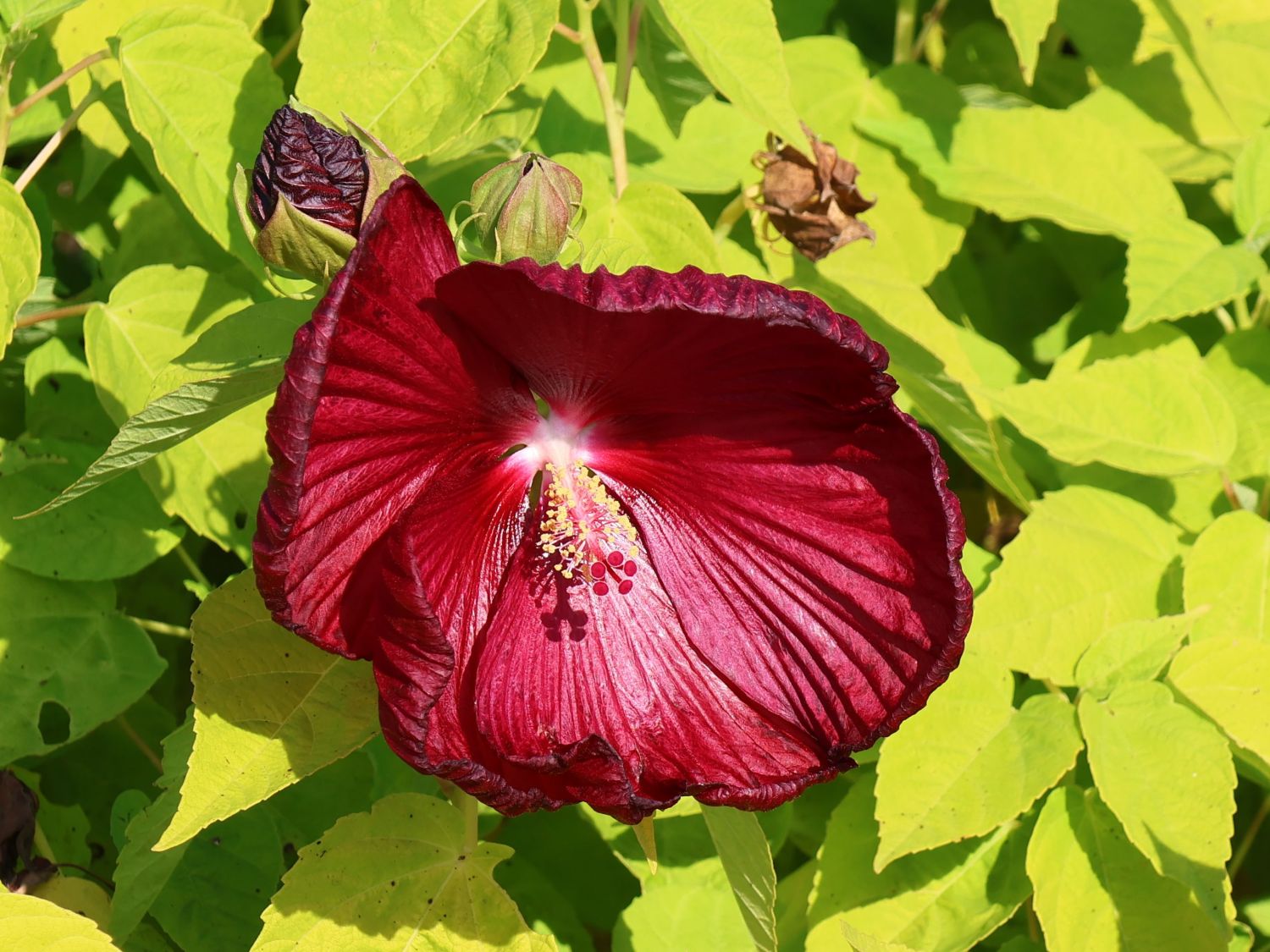 Sumpfeibisch - Hibiscus moscheutos