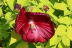 Sumpfeibisch - Hibiscus moscheutos