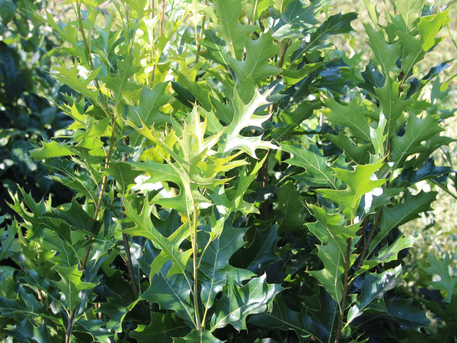 Sumpf-Eiche 'Green Pillar' ® - Quercus palustris 'Green Pillar' ®