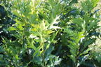 Sumpf-Eiche 'Green Pillar' ® - Quercus palustris 'Green Pillar' ®