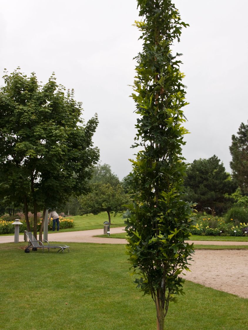 Sumpf-Eiche 'Green Pillar' ® - Quercus palustris 'Green Pillar' ®