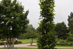 Sumpf-Eiche 'Green Pillar' ® - Quercus palustris 'Green Pillar' ®
