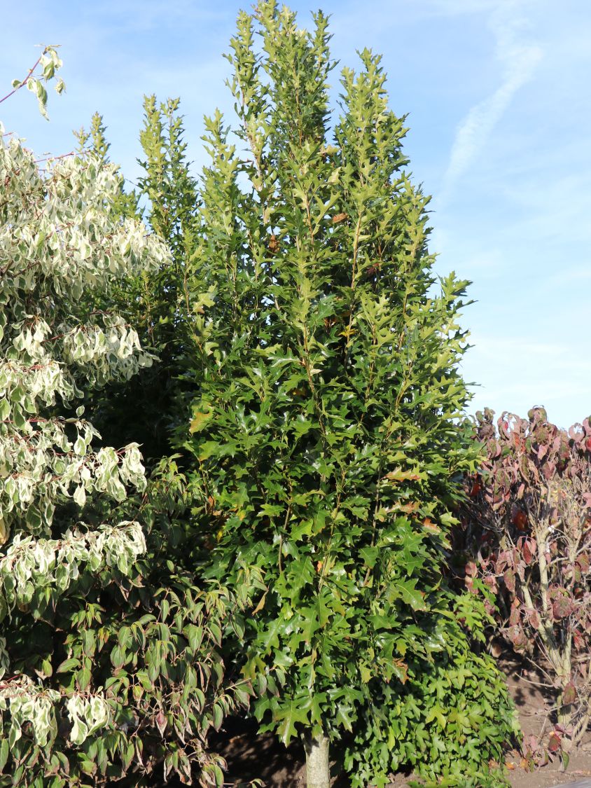 Sumpf-Eiche 'Green Pillar' ® - Quercus palustris 'Green Pillar' ®