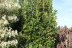 Sumpf-Eiche 'Green Pillar' ® - Quercus palustris 'Green Pillar' ®
