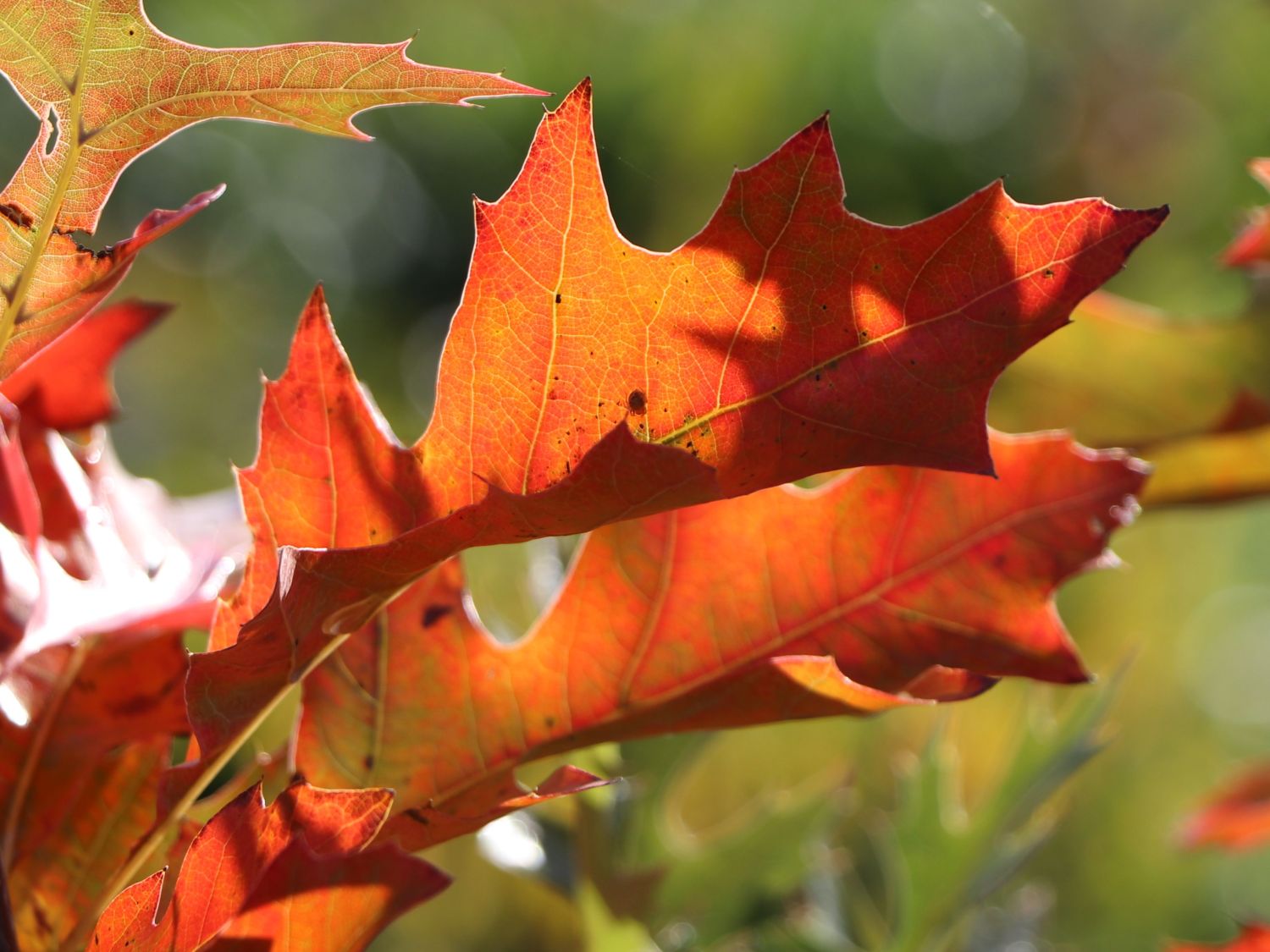 Sumpf-Eiche 'Green Pillar' ® - Quercus palustris 'Green Pillar' ®