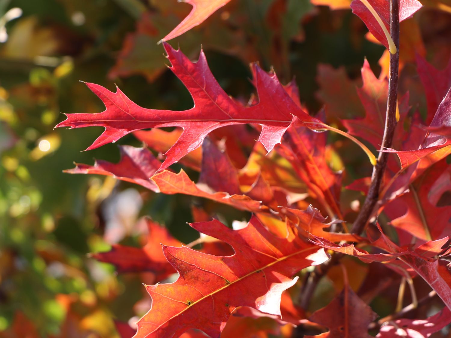 Sumpf-Eiche 'Green Pillar' ® - Quercus palustris 'Green Pillar' ®