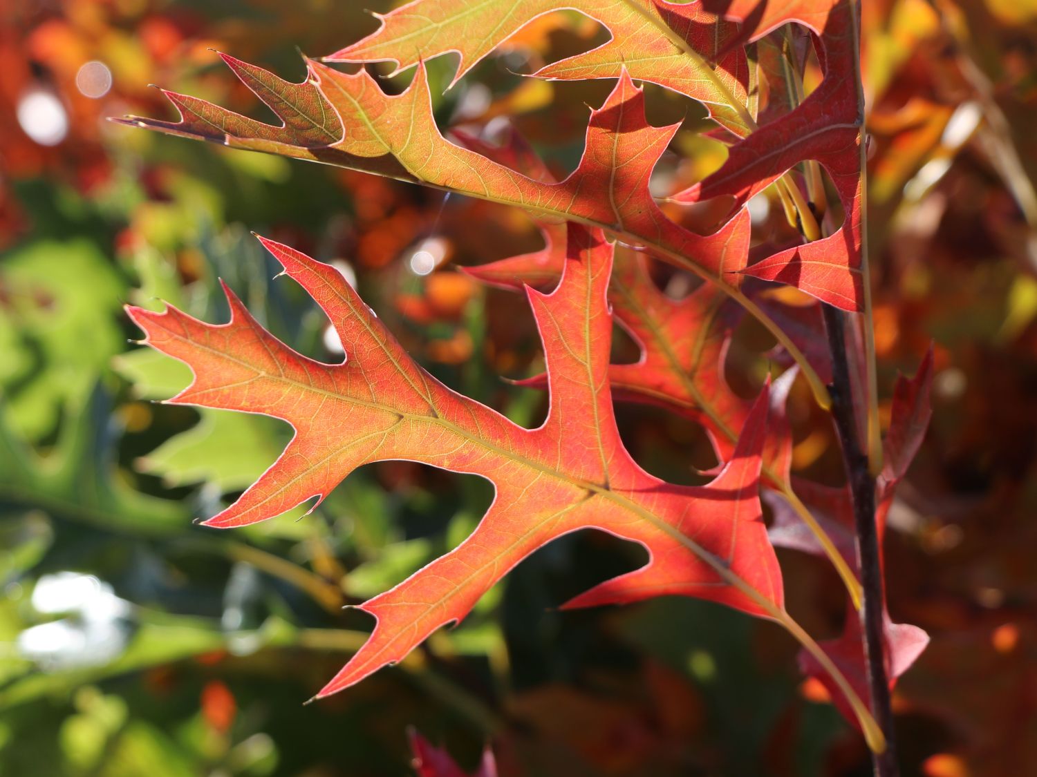 Sumpf-Eiche 'Green Pillar' ® - Quercus palustris 'Green Pillar' ®