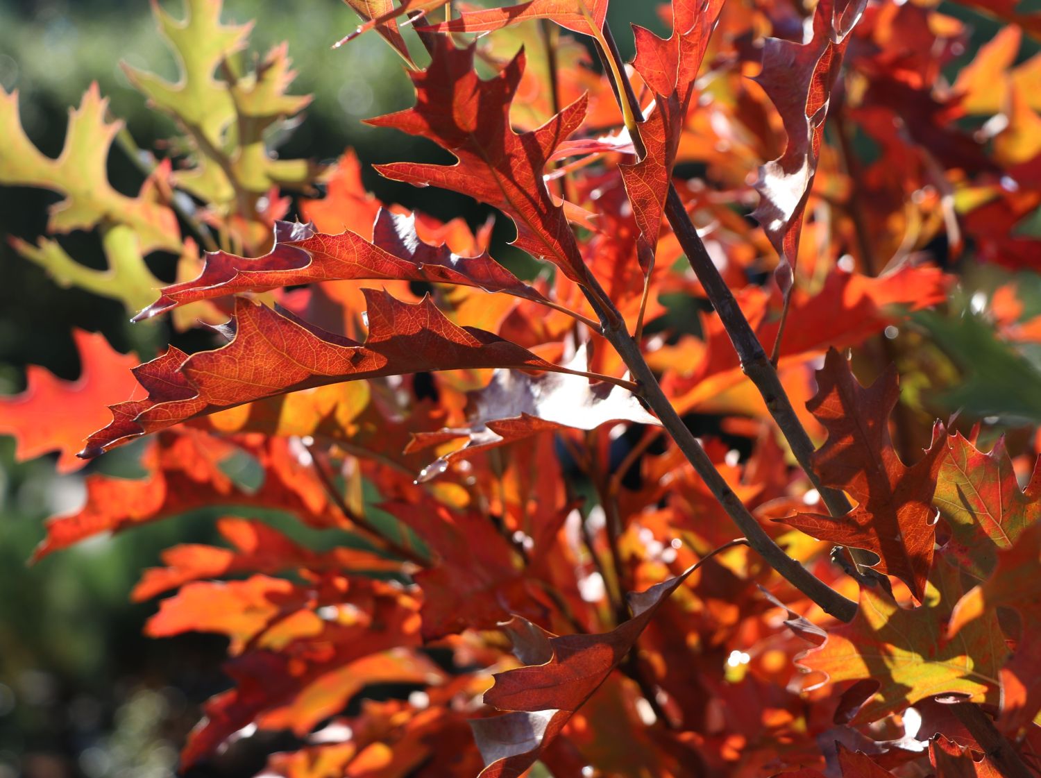 Sumpf-Eiche 'Green Pillar' ® - Quercus palustris 'Green Pillar' ®