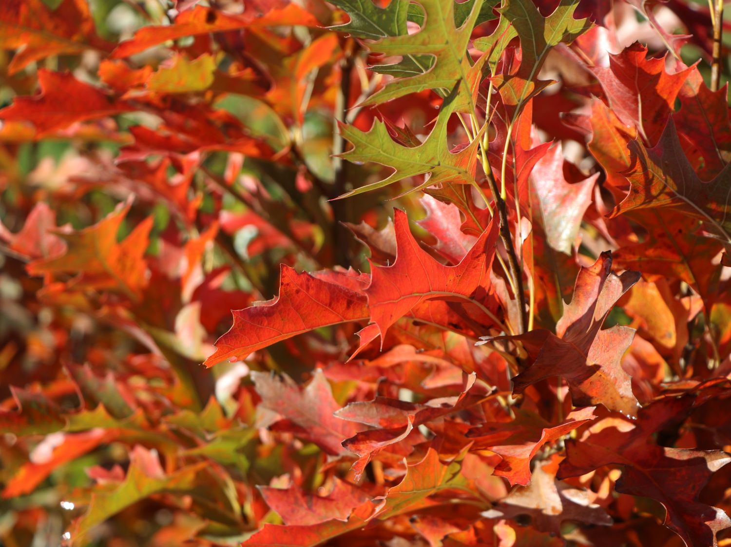 Sumpf-Eiche 'Green Pillar' ® - Quercus palustris 'Green Pillar' ®