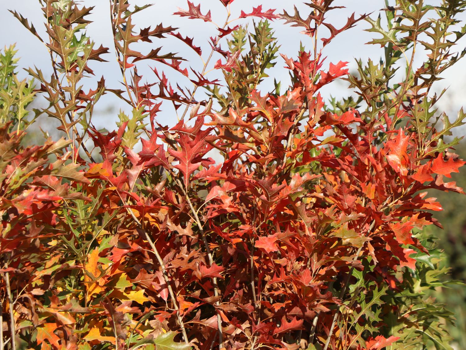 Sumpf-Eiche 'Green Pillar' ® - Quercus palustris 'Green Pillar' ®