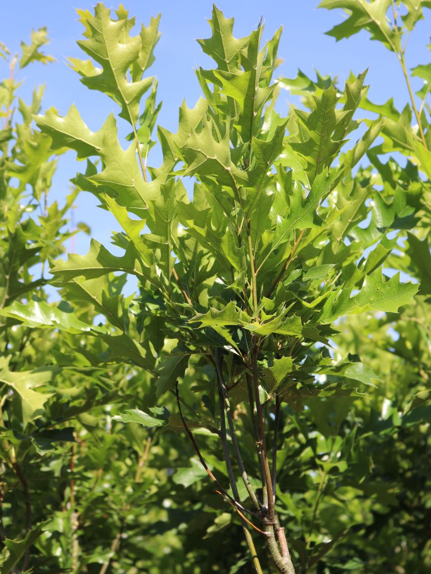 Sumpf-Eiche 'Green Pillar' ® - Quercus palustris 'Green Pillar' ®