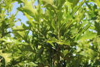 Sumpf-Eiche 'Green Pillar' ® - Quercus palustris 'Green Pillar' ®