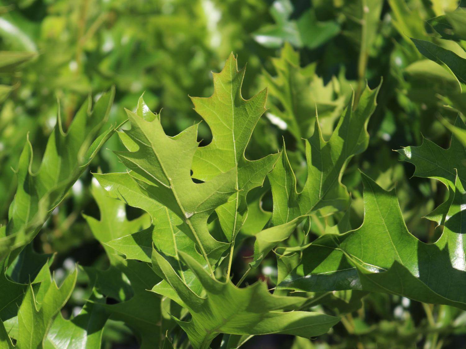 Sumpf-Eiche 'Green Pillar' ® - Quercus palustris 'Green Pillar' ®