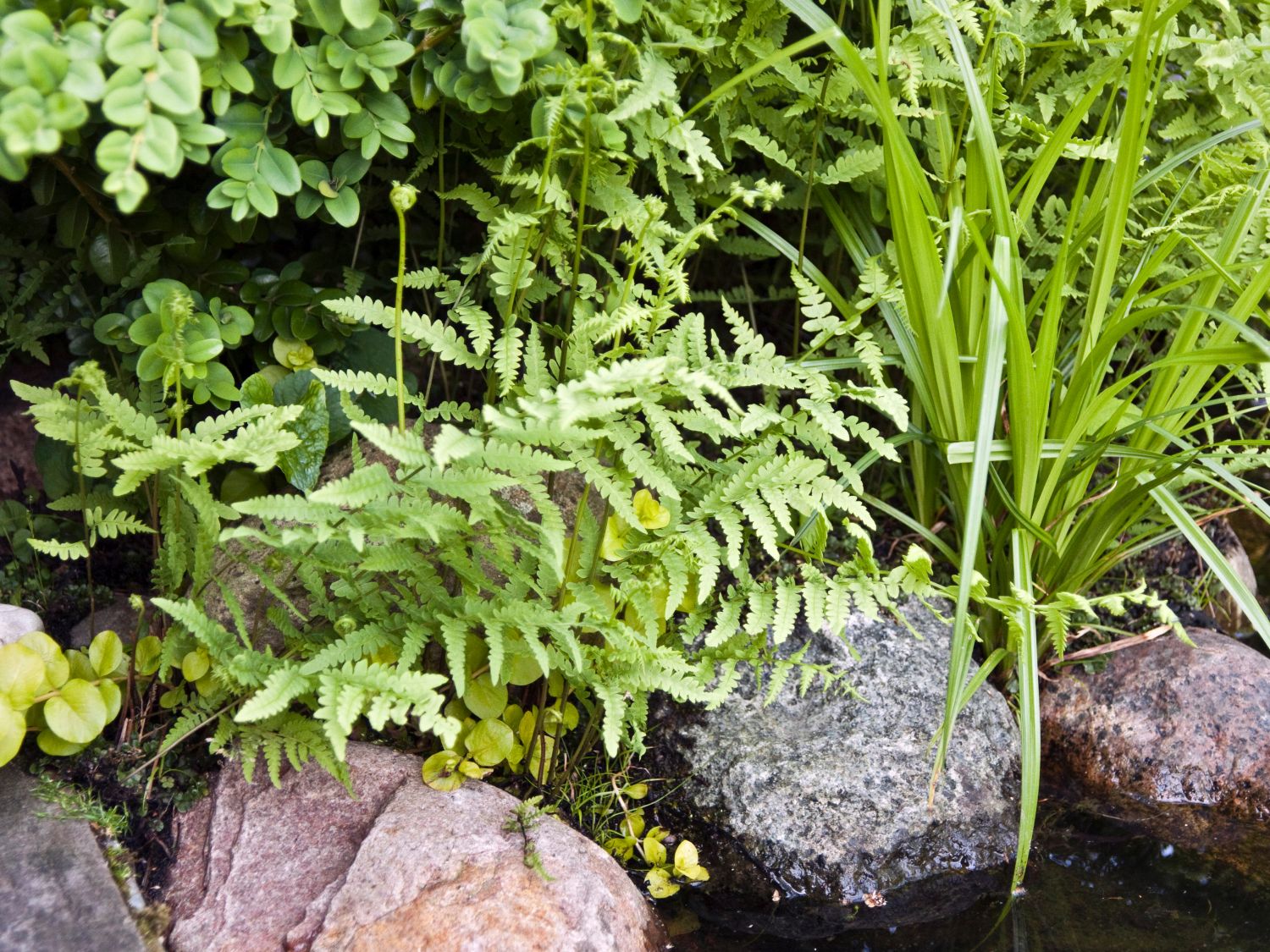 Lappenfarne (Thelypteris)