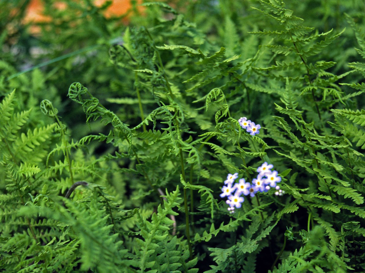 Sumpffarngewächse (Thelypteridaceae)