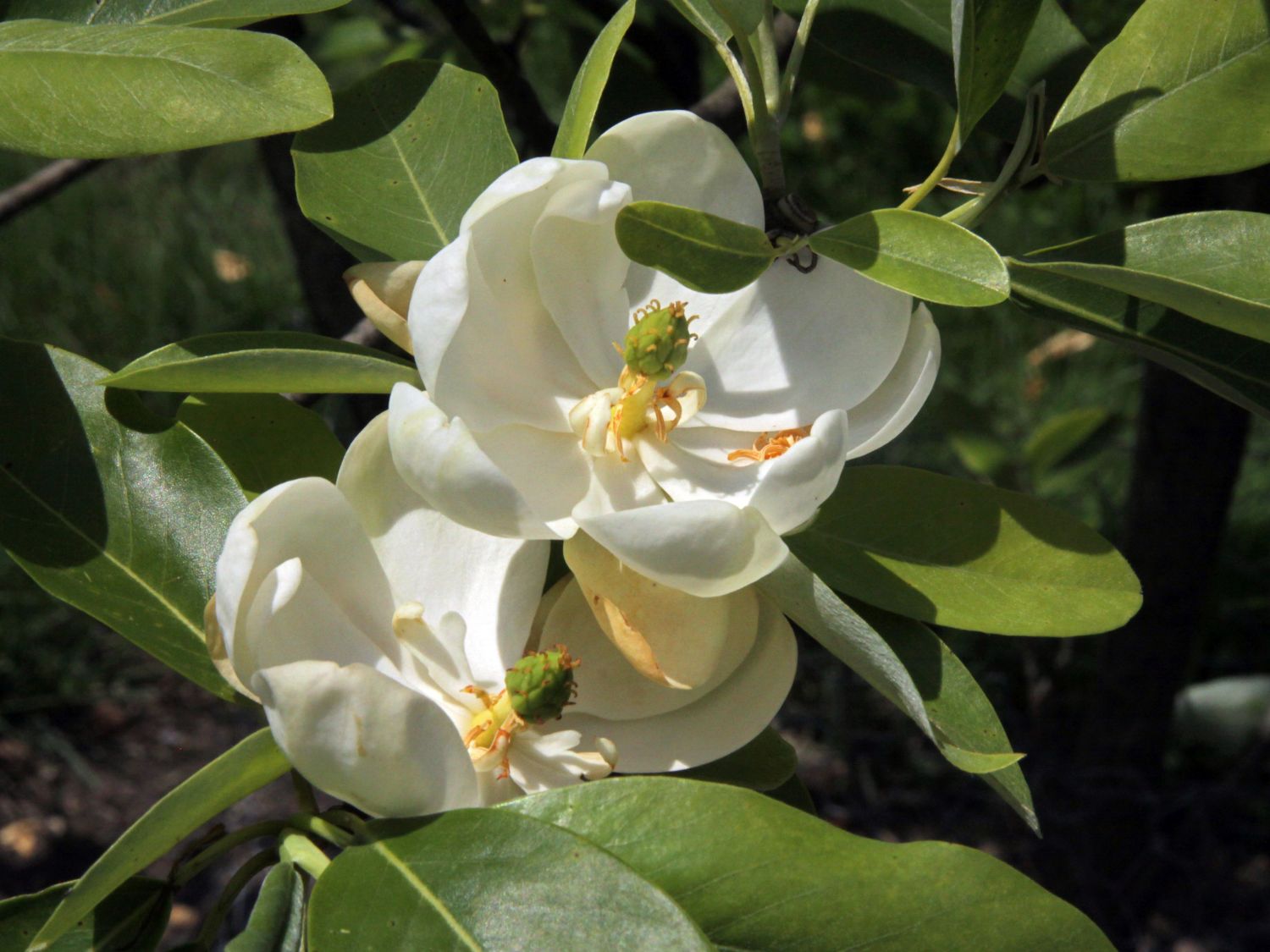 Sumpf-Magnolie - Magnolia virginiana