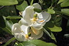 Sumpf-Magnolie - Magnolia virginiana