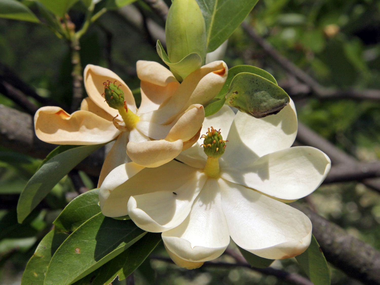 Sumpf-Magnolie - Magnolia virginiana